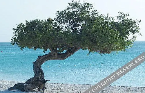 Costa Linda Beach Resort Oranjestad Hotel
